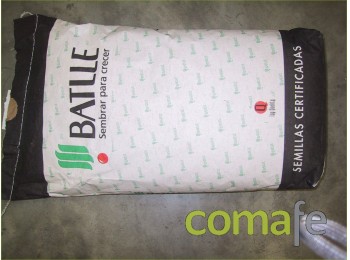 Semilla ray-grass ing.1k043301