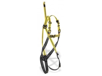 Arnes seg dorsal/frontal