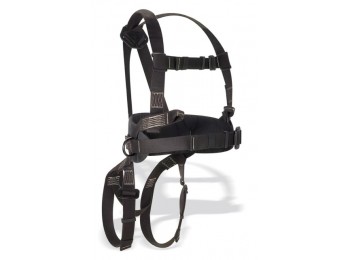 Arnes seg dorsal/frontal
